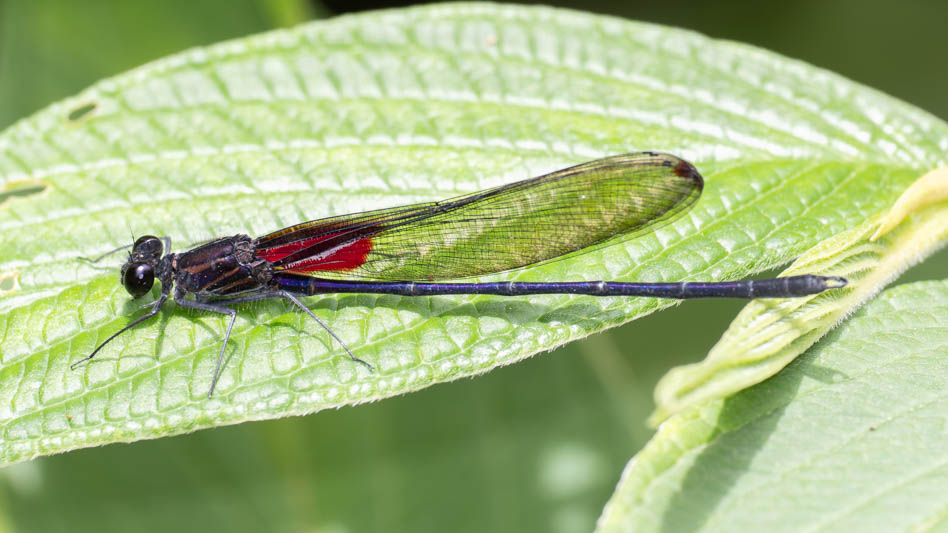 Hetaerina majuscula (Purplish Rubyspot) male-2.jpg